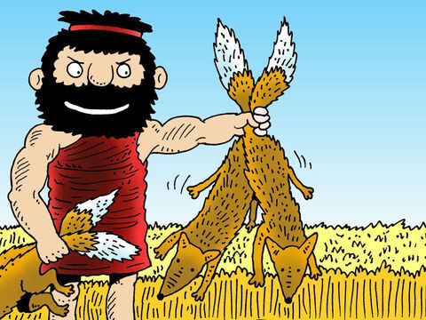 Samson caught 300 bushy-tailed foxes