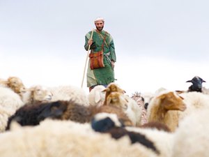 I have been missing my sheep