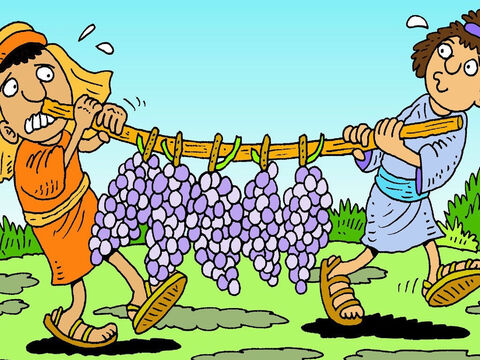 The grapes on the vines were the biggest they had ever seen