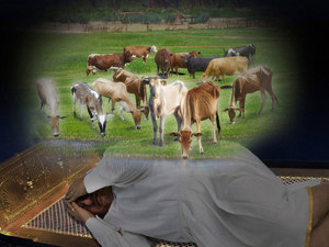 fat cows, skinny cows