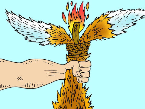 Samson tied the tails of the foxes together in pairs and then placed a burning torch between each pair and set them free to run through the fields