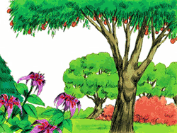 Then God made the grass
and plants and fruit trees with seeds inside them that could grow MORE plants and fruit trees