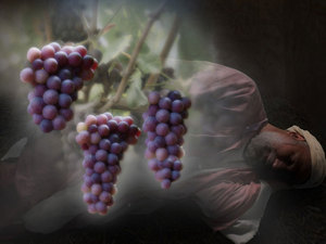 There was a vine, and in the
vine were three branches