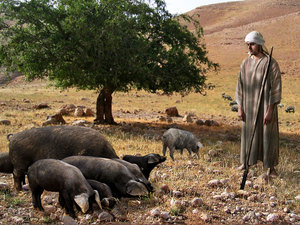 The younger son was desperate and even though feeding pigs was a dirty, despicable job he
decided to do it