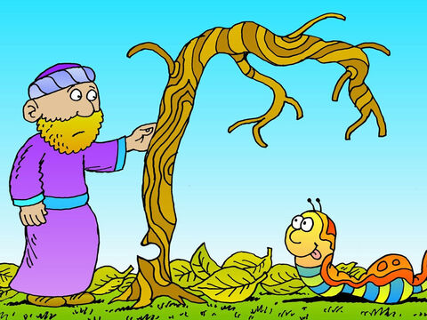 Then God allowed a worm to eat the gourd and the vine 
withered and died