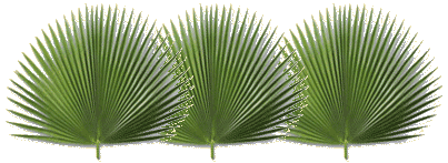 palm branches