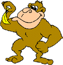 Gorilla eating banana
