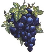 grapes