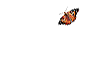 animated orange and black butterfly