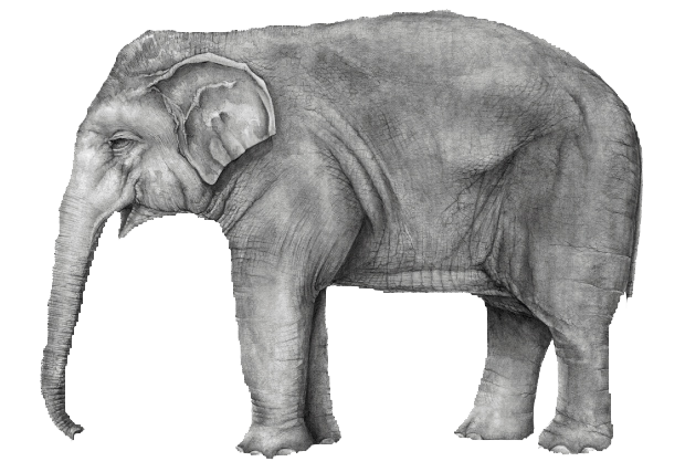 elephant