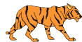 Tiger walking